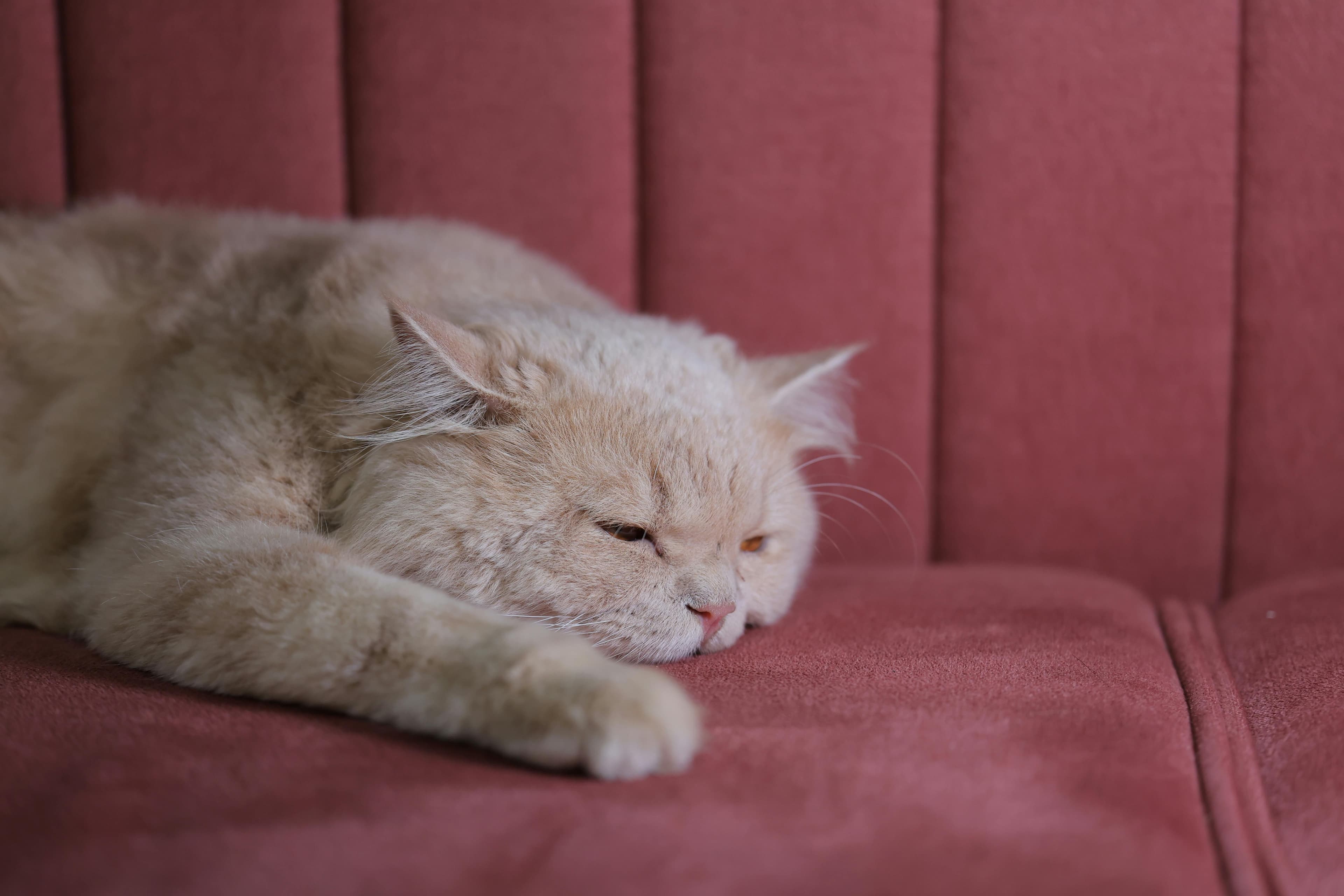 Arthrose bei Katzen: So linderst du die Schmerzen deines Seniors