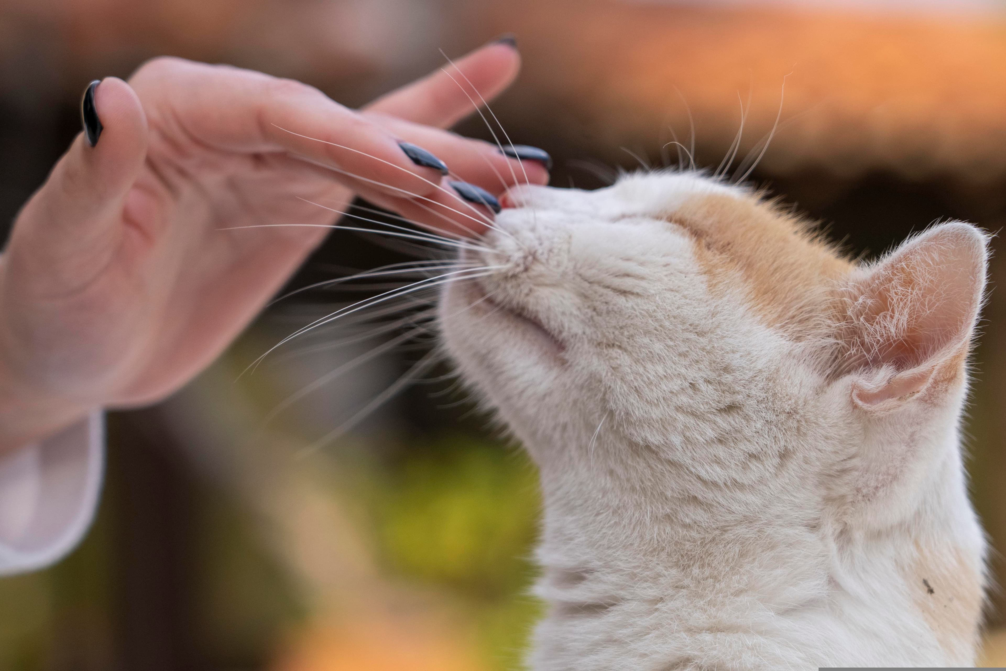 Eine Katze schaut neugierig in die Kamera