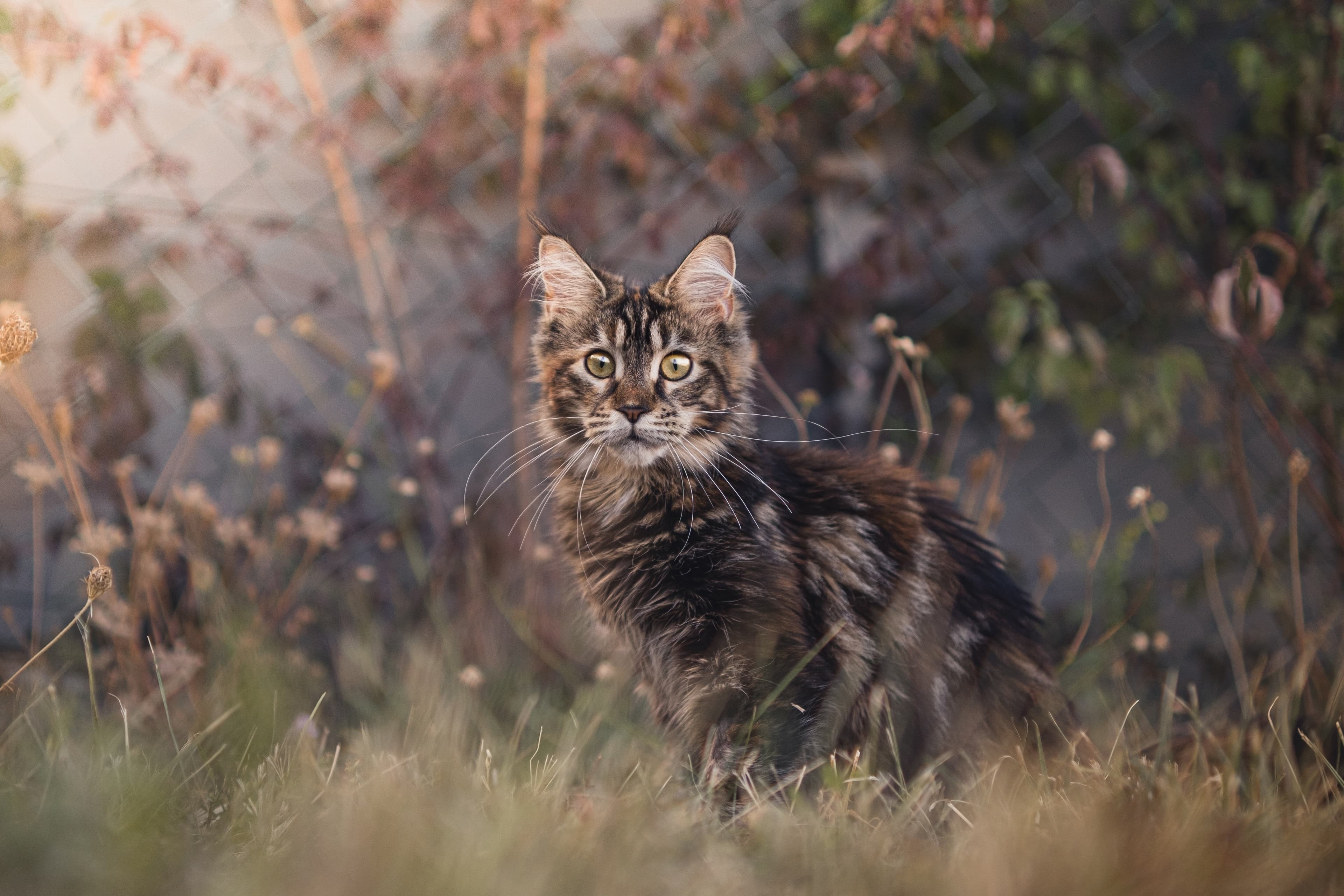 Maine Coon: Der sanfte Riese unter den Katzen